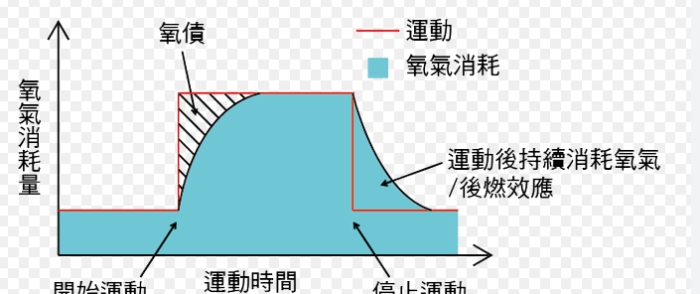 運動減肥方法